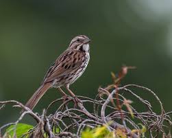 Image result for Melospiza melodia