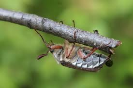 Attēlu rezultāti vaicājumam “Melolontha hippocastani”