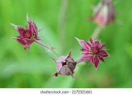 Attēlu rezultāti vaicājumam “Comarum palustre fruit”