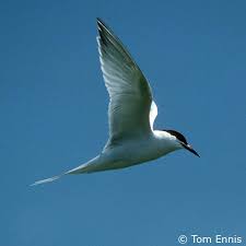 Image result for Sterna dougallii