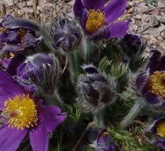 Attēlu rezultāti vaicājumam “Anemone x lipsiensis leaf”