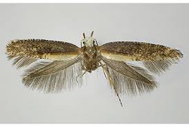 Attēlu rezultāti vaicājumam “Argyresthiidae”