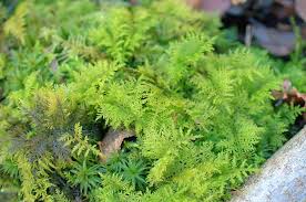 Attēlu rezultāti vaicājumam “Thuidium tamariscinum”