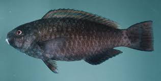 Image result for Scarus fuscopurpureus