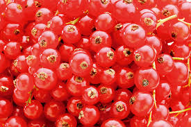 Attēlu rezultāti vaicājumam “Ribes rubrum”