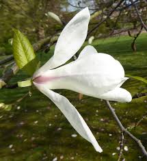 Attēlu rezultāti vaicājumam “Magnolia kobus flower”