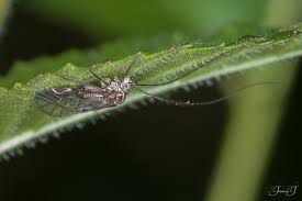 Attēlu rezultāti vaicājumam “Psococerastis gibbosa”