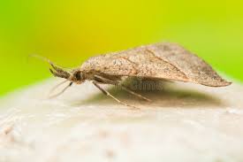 Attēlu rezultāti vaicājumam “Hypena proboscidalis”