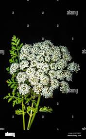 Attēlu rezultāti vaicājumam “Daucus sativus flower”
