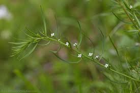 Attēlu rezultāti vaicājumam “Thesium alpinum”