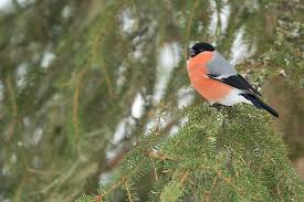 Attēlu rezultāti vaicājumam “Pyrrhula pyrrhula male”