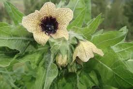 Image result for bilsenkraut