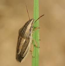 Attēlu rezultāti vaicājumam “Aelia acuminata”