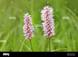 Attēlu rezultāti vaicājumam “Bistorta major flower”