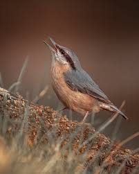 Image result for Sitta europaea