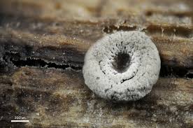 Attēlu rezultāti vaicājumam “Physarum, Nannengaella sp.”