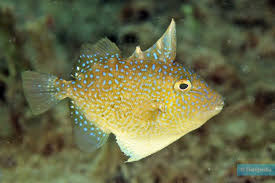 Image result for Balistes capriscus