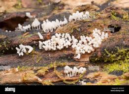 Attēlu rezultāti vaicājumam “Arcyria incarnata young”