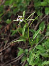 Attēlu rezultāti vaicājumam “Cardamine bulbifera”