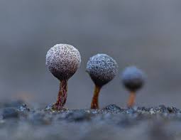 Attēlu rezultāti vaicājumam “Craterium aureonucleatum”