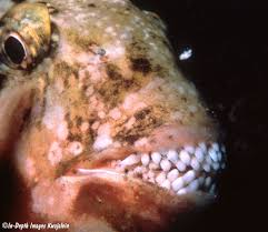 Image result for Calotomus carolinus