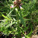 Attēlu rezultāti vaicājumam “Melampyrum cristatum leaf”