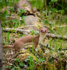 Attēlu rezultāti vaicājumam “Mustela erminea adult”