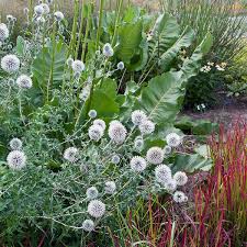 Attēlu rezultāti vaicājumam “Echinops sphaerocephalus flower”