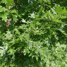 Attēlu rezultāti vaicājumam “Quercus robur Fastigiata leaf”