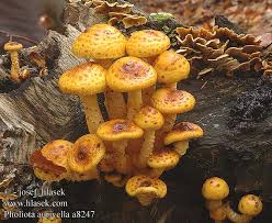 Attēlu rezultāti vaicājumam “Pholiota aurivella”