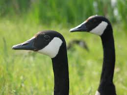 Attēlu rezultāti vaicājumam “Branta canadensis adult”