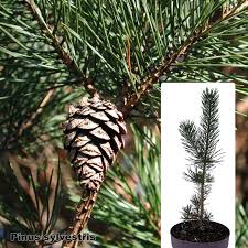 Attēlu rezultāti vaicājumam “Pinus sylvestris leaf”