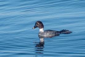 Attēlu rezultāti vaicājumam “Bucephala clangula”