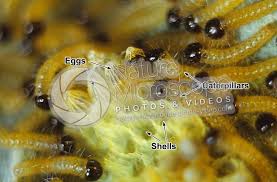 Attēlu rezultāti vaicājumam “Pieris brassicae larva”