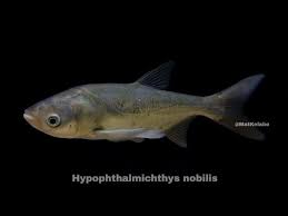 Image result for Hypophthalmichthys nobilis