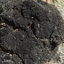 Attēlu rezultāti vaicājumam “Leptogium lichenoides”