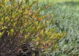 Attēlu rezultāti vaicājumam “Chamaedaphne calyculata”