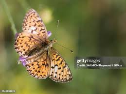 Attēlu rezultāti vaicājumam “Clossiana euphrosyne underside”