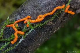 Attēlu rezultāti vaicājumam “Willkommlangea reticulata macro”