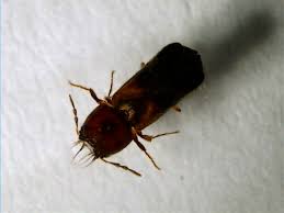 Attēlu rezultāti vaicājumam “Anobiidae”