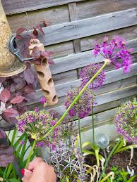 Attēlu rezultāti vaicājumam “Allium holandicum bud”