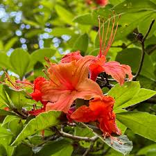 Attēlu rezultāti vaicājumam “Rhododendron calendulaceum flower”