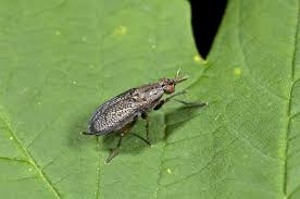 Attēlu rezultāti vaicājumam “Coremacera marginata”