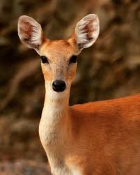 Image result for Antelope 1984 Jaguar