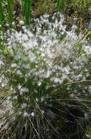 Attēlu rezultāti vaicājumam “Trichophorum alpinum”