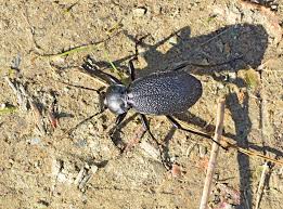 Attēlu rezultāti vaicājumam “Carabus coriaceus”