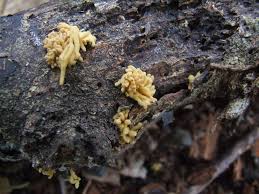 Attēlu rezultāti vaicājumam “Heterotrichia obvelata (syn. Arcyria obvelata) spores”