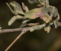 Attēlu rezultāti vaicājumam “Scythris limbella”