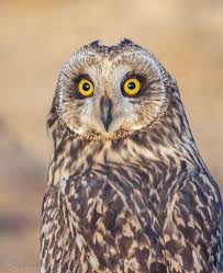 Attēlu rezultāti vaicājumam “Asio flammeus”