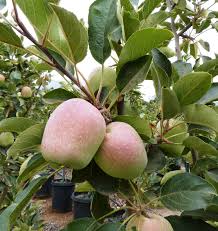 Attēlu rezultāti vaicājumam “Malus domestica”